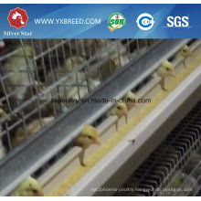 Poultry Farm Equipment H Type Broiler Chicken Shed